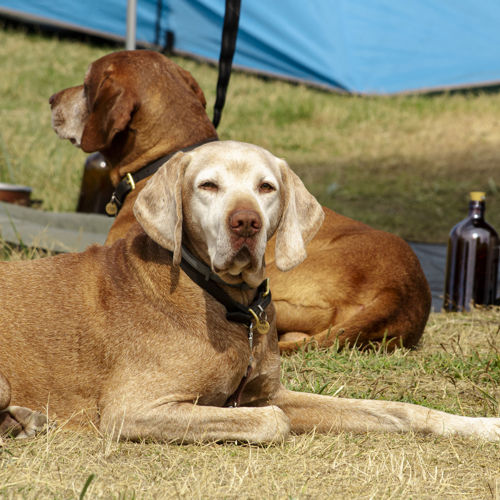 Vejers Strand Camping Pladsen Hund